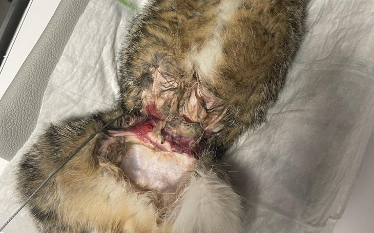 Zbiórka Dla kotów po przejściach. Bk - zdjęcie główne