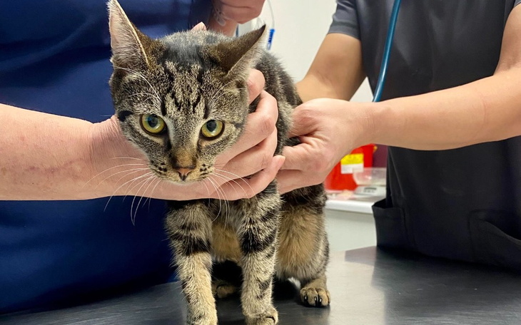 Zbiórka Whisky i Kołtun walczą o życie - zdjęcie główne