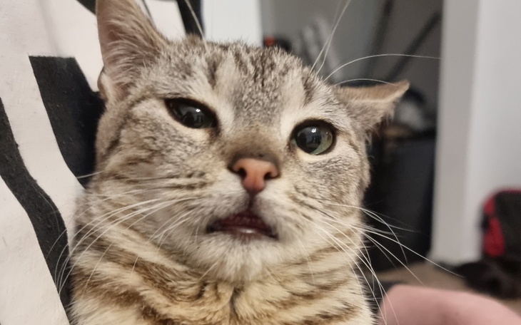 Kot z nietypowym wyrazem twarzy.