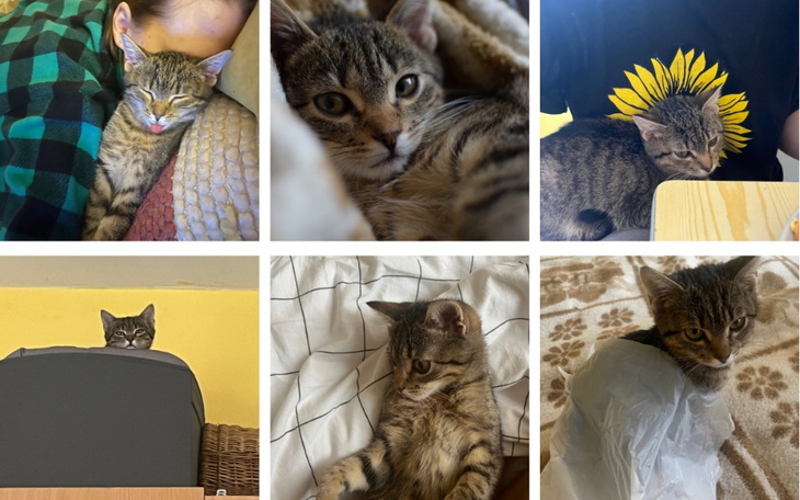 Zbiórka Wesprzyj Buziaka w leczeniu - zdjęcie główne