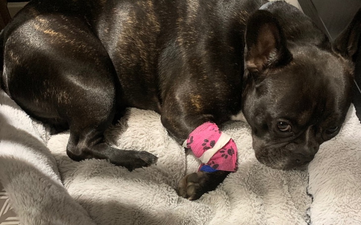 Zbiórka Pablo wraca na nogi - zdjęcie główne