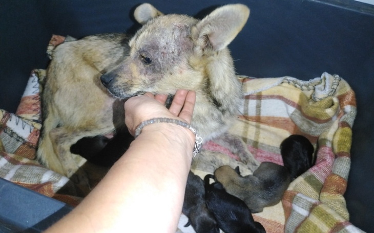 Zbiórka Na pomoc Klarze - zdjęcie główne