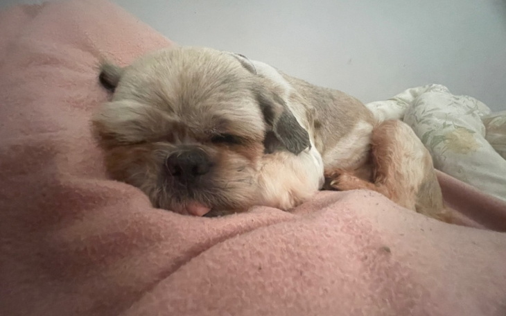 Śpiący pies na różowym kocu, z wystającym językiem.