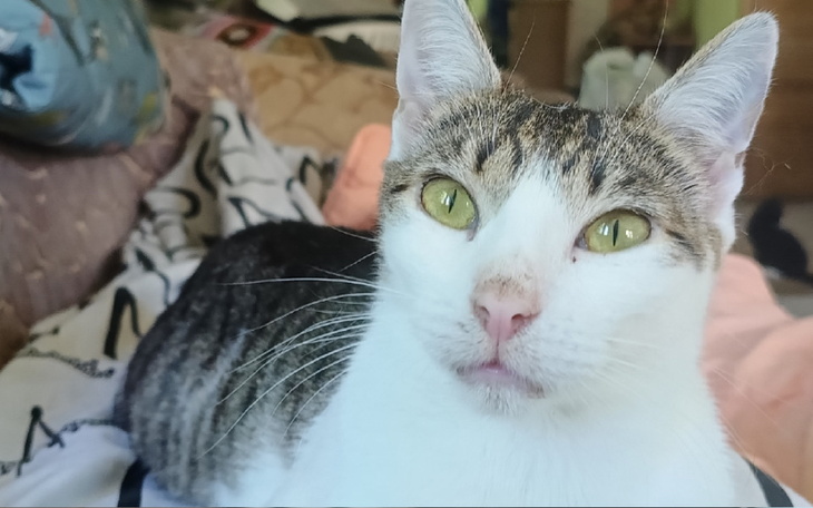 Zbiórka Miluś prosi o jedzonko - zdjęcie główne