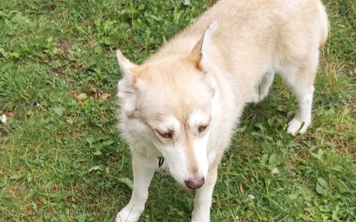 Zbiórka Pilnie zbieram na transport suni - zdjęcie główne