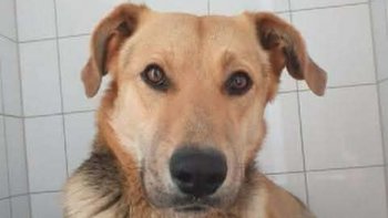 Zbiórka Tydzień ze złamaną łapą- Gracjan - miniaturka zdjęcia