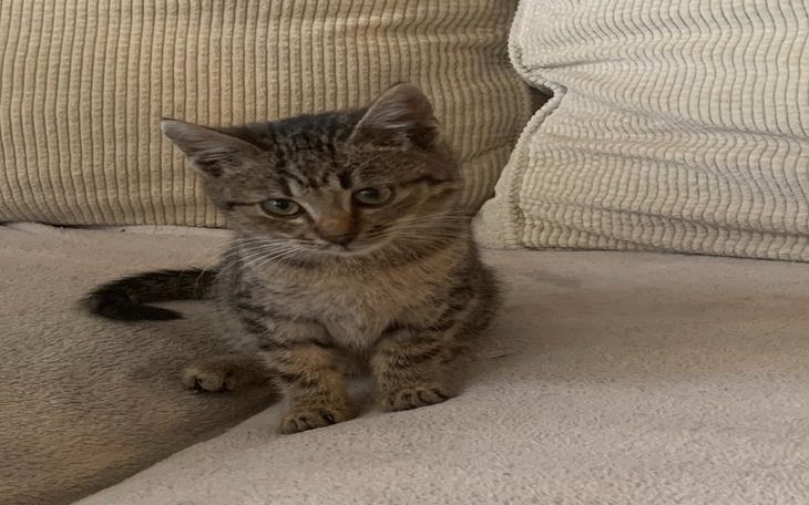 Zbiórka Na leczenie kociego dziecka - zdjęcie główne