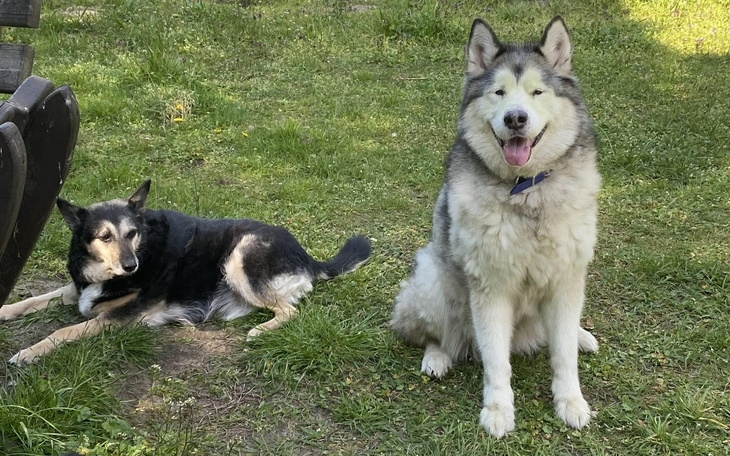 Zbiórka POMAGAM RANCHu PSIRAJ - zdjęcie główne