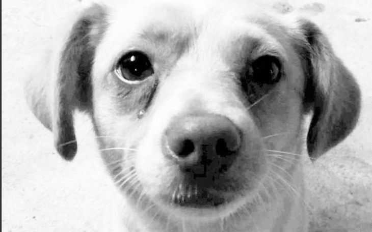 Zbiórka Chcę opuścić schronisko - zdjęcie główne