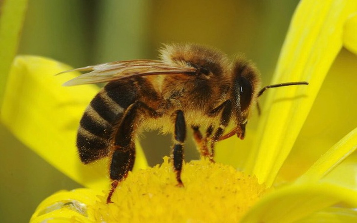 Zbiórka Pasieka Ekologiczna - zdjęcie główne