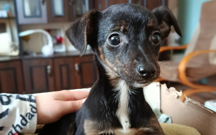 Mały piesek patrzy w obiektyw, z ciekawym wyrazem twarzy.