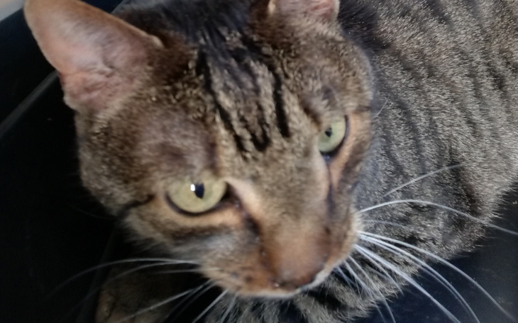 Zbiórka Coś zjada mu czaszkę - zdjęcie główne