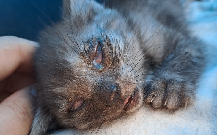 Mały kotek śpiący z zamkniętymi oczami.