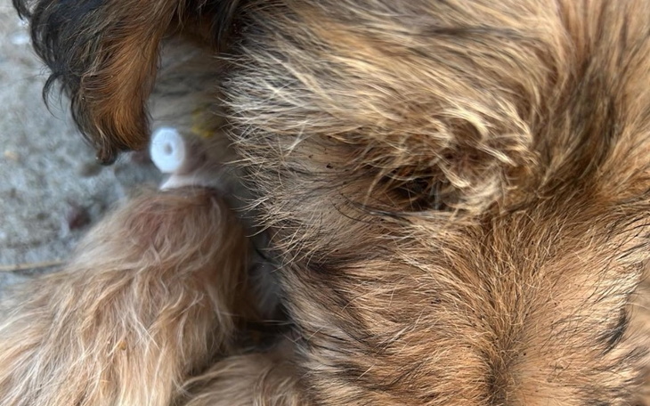 Zbiórka Jestemmikus - zdjęcie główne