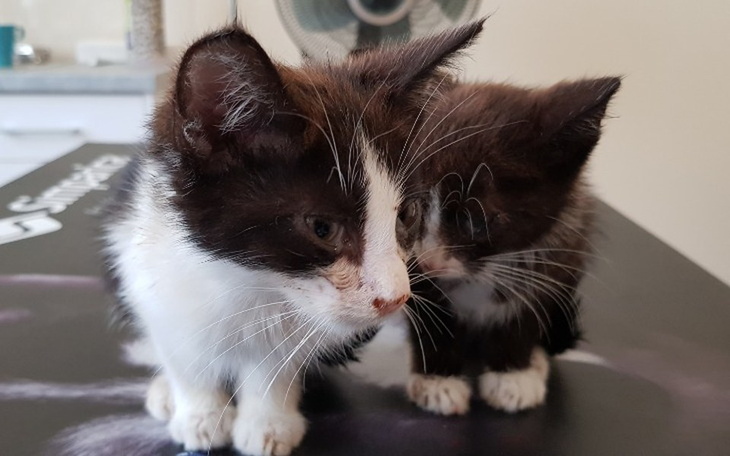 Zbiórka Maks i Stefan walczą o zdrowie - zdjęcie główne