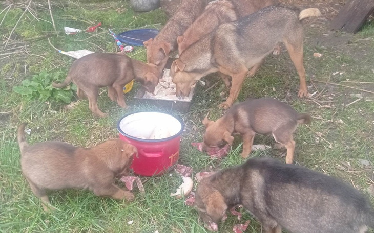 Zbiórka Dla opuszczonej psiej rodziny - zdjęcie główne
