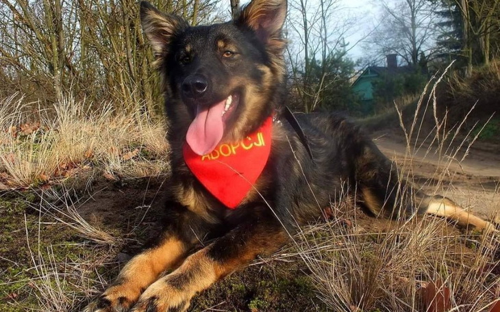 Zbiórka Zerwane więzadło Diega - zdjęcie główne