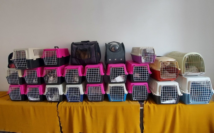 Zbiórka Kocia bezdomność- STOP - zdjęcie główne