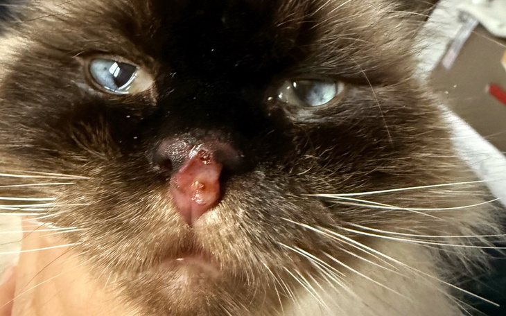 Kot z niepokojącym wyglądem, potrzebujący opieki.