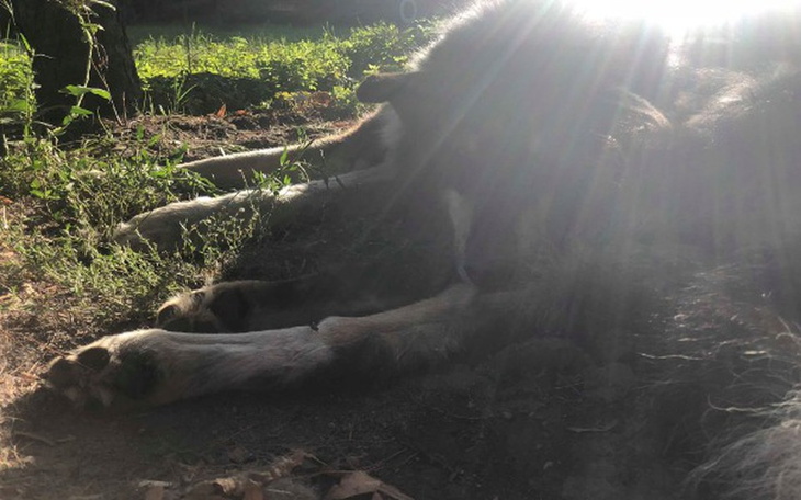 Zbiórka Zjadany żywcem przez muchy... - zdjęcie główne