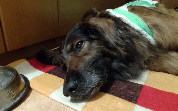 Zbiórka Pomoc dla Brudera - zdjęcie główne