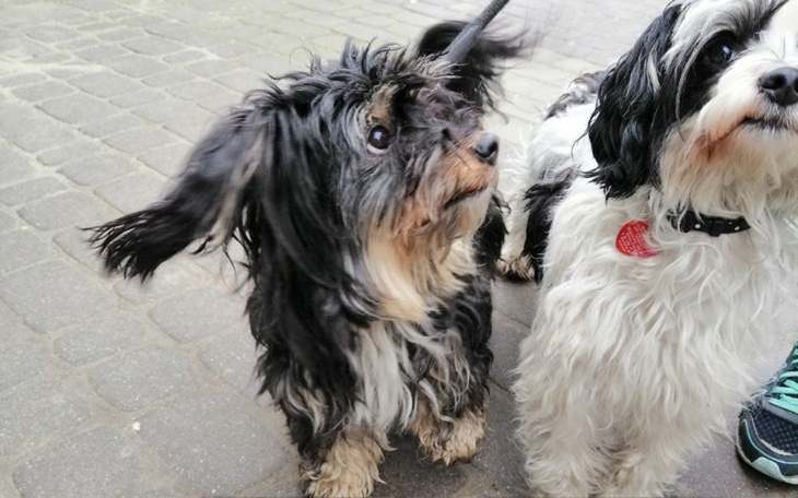 Zbiórka Operacja zaćmy z oczu - zdjęcie główne