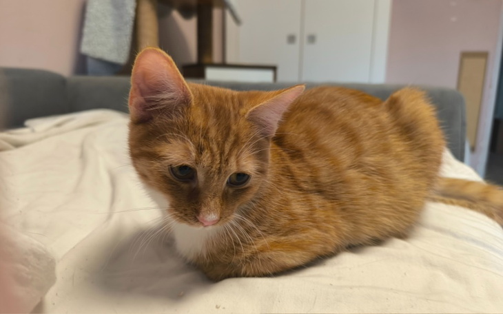 Zbiórka Orion, by żyć, potrzebuje leku. - zdjęcie główne