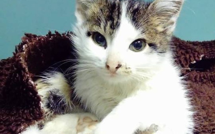 Zbiórka Operacja Łapki - zdjęcie główne