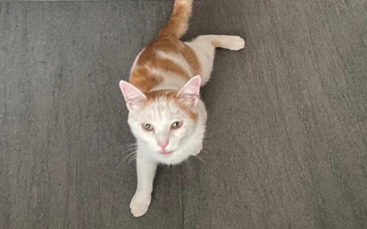 Zbiórka Na operację dla Puchatka - zdjęcie główne