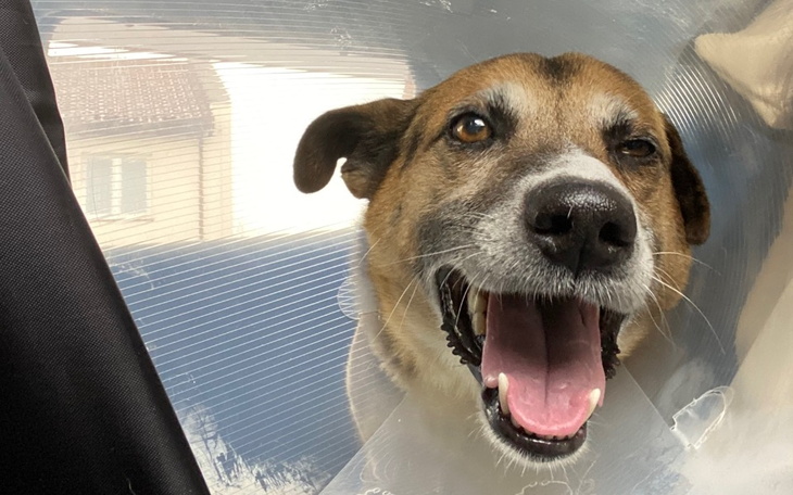 Zbiórka Feluś znów Was potrzebuje - zdjęcie główne