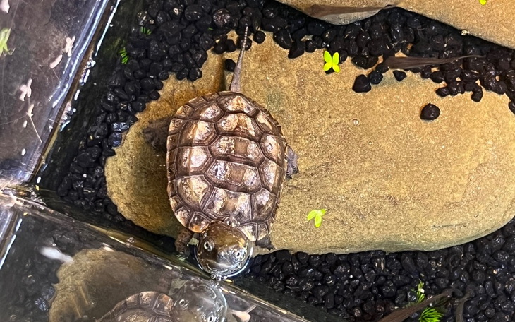 Zbiórka Leczenie żółwia - zdjęcie główne