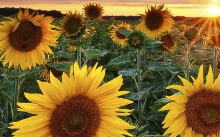 Zbiórka Mój dom i praca - zdjęcie główne