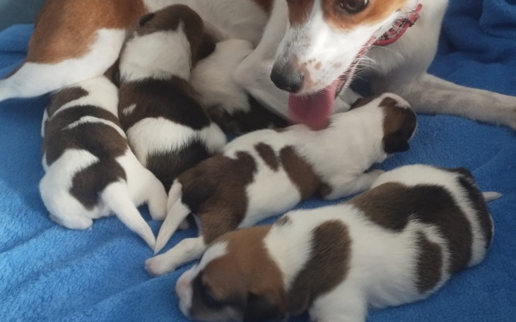 Suka z szczeniętami, leżąca na niebieskim kocu.