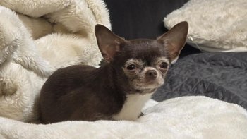 Zbiórka Siwa sunia z guzem - Asti - miniaturka zdjęcia