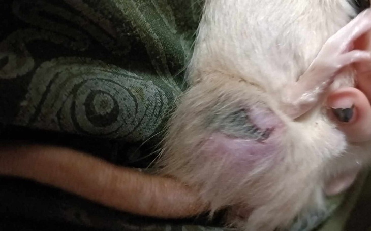 Zbiórka ropień u szczura - zdjęcie główne