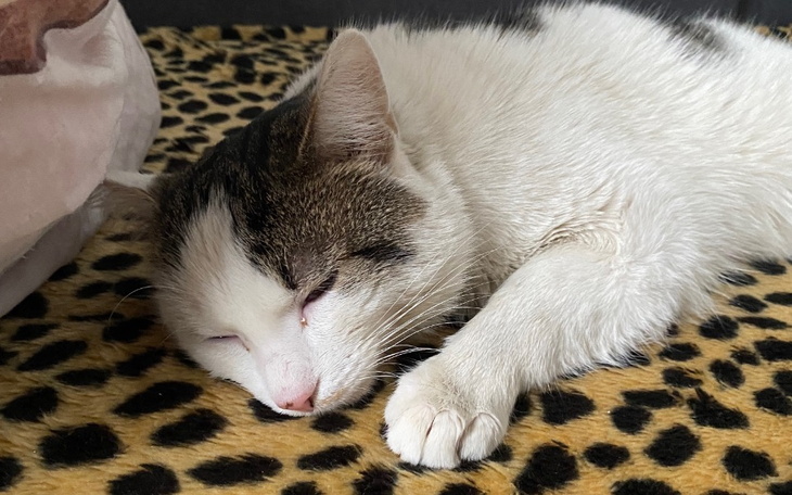 Kot śpiący na leopardowym kocie.