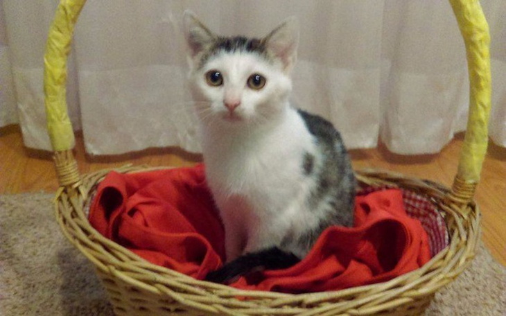 Zbiórka Czy dojadę do nowego domku? - zdjęcie główne