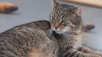 Zbiórka BARF dla chorowitków - styczeń - miniaturka zdjęcia