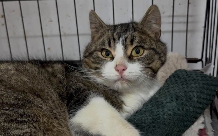 Kot leżący w klatce, z wyrazem ciekawości.