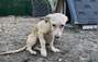 Zbiórka Transport tureckich psiaków - miniaturka zdjęcia