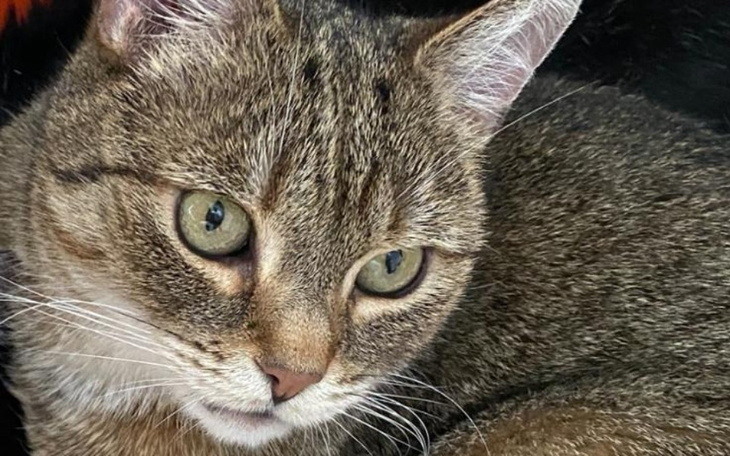 Zbiórka Na ratunek dla naszego Kotka - zdjęcie główne