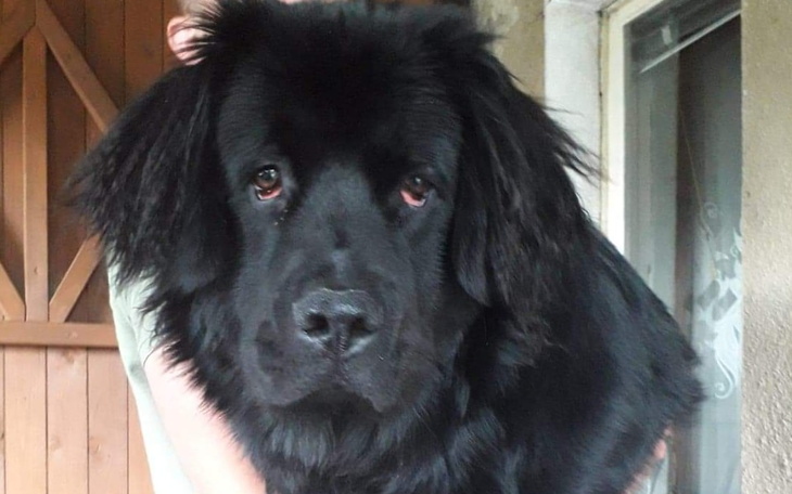 Zbiórka Bibi potrzebuję sterylizacji - zdjęcie główne