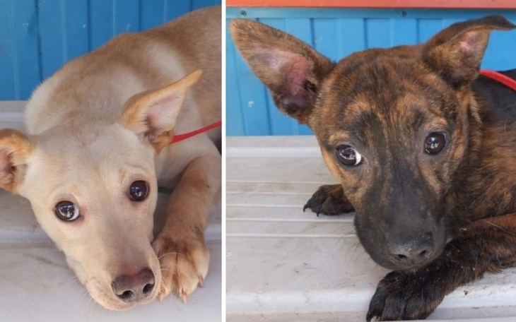 Zbiórka 4 psy z Sobolewa - zdjęcie główne