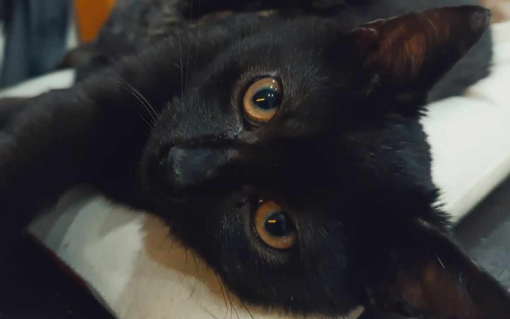 Zbiórka Młodziutki Frodo prosi o życie - zdjęcie główne