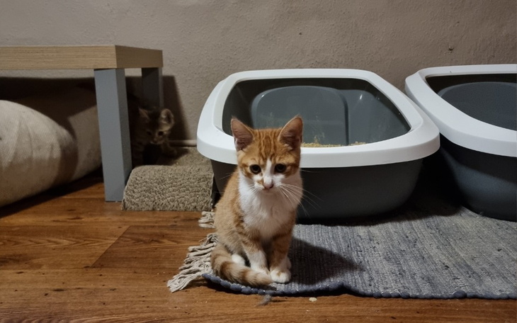 Zbiórka Kuweta ważna sprawa - zdjęcie główne