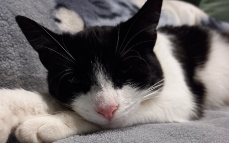 Kot leżący na miękkim kocu, z zamkniętymi oczami.