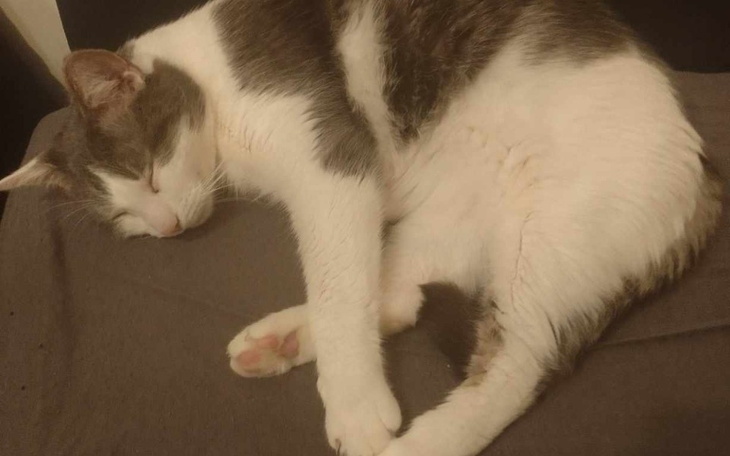 Zbiórka Leczenie Popka - zdjęcie główne