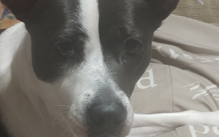 Zbiórka Dla kory - zdjęcie główne