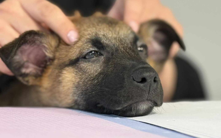 Szczeniak odpoczywający na stole, z ręką głaskającą jego głowę.