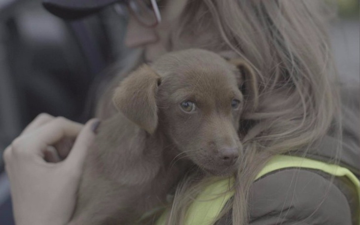 Zbiórka Bieda,alkohol i krzywda zwierząt - zdjęcie główne